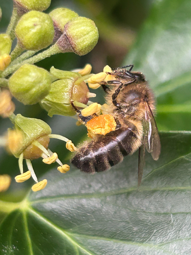 Western Honey Bee