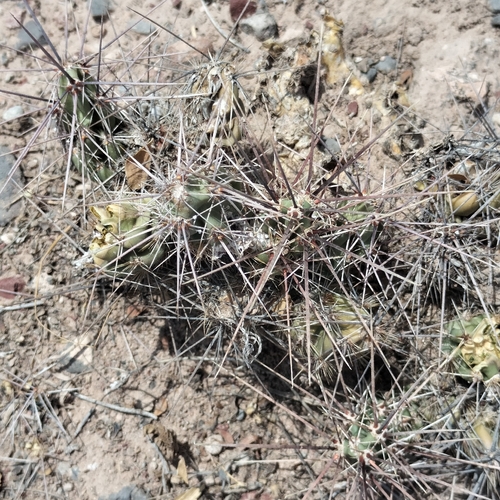 Grusonia schottii, photograph 6