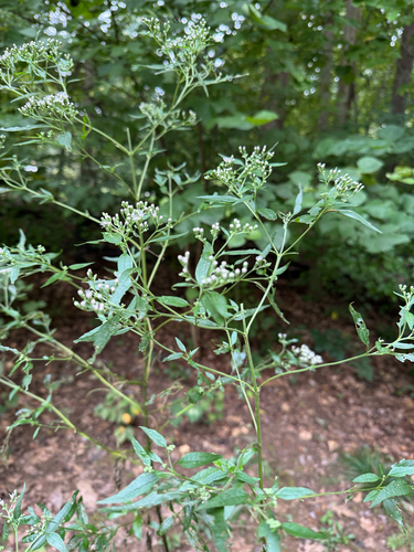 late boneset