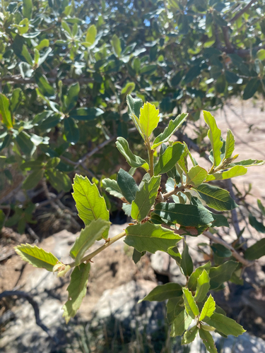 Arizona white oak