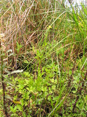 Ranunculus multifidus
