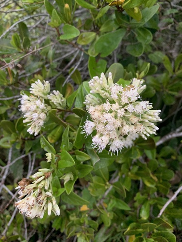 Mikania involucrata