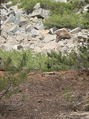 iNaturalist observation photo of Clark's Nutcracker