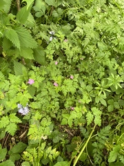 Geranium robertianum