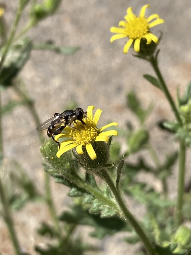 Thick-legged Hover Fly