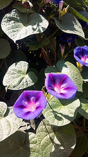 common morning-glory