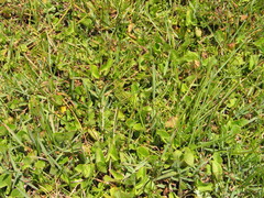 Ranunculus multifidus