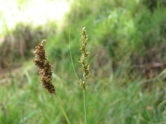 Carex conferta lycurus