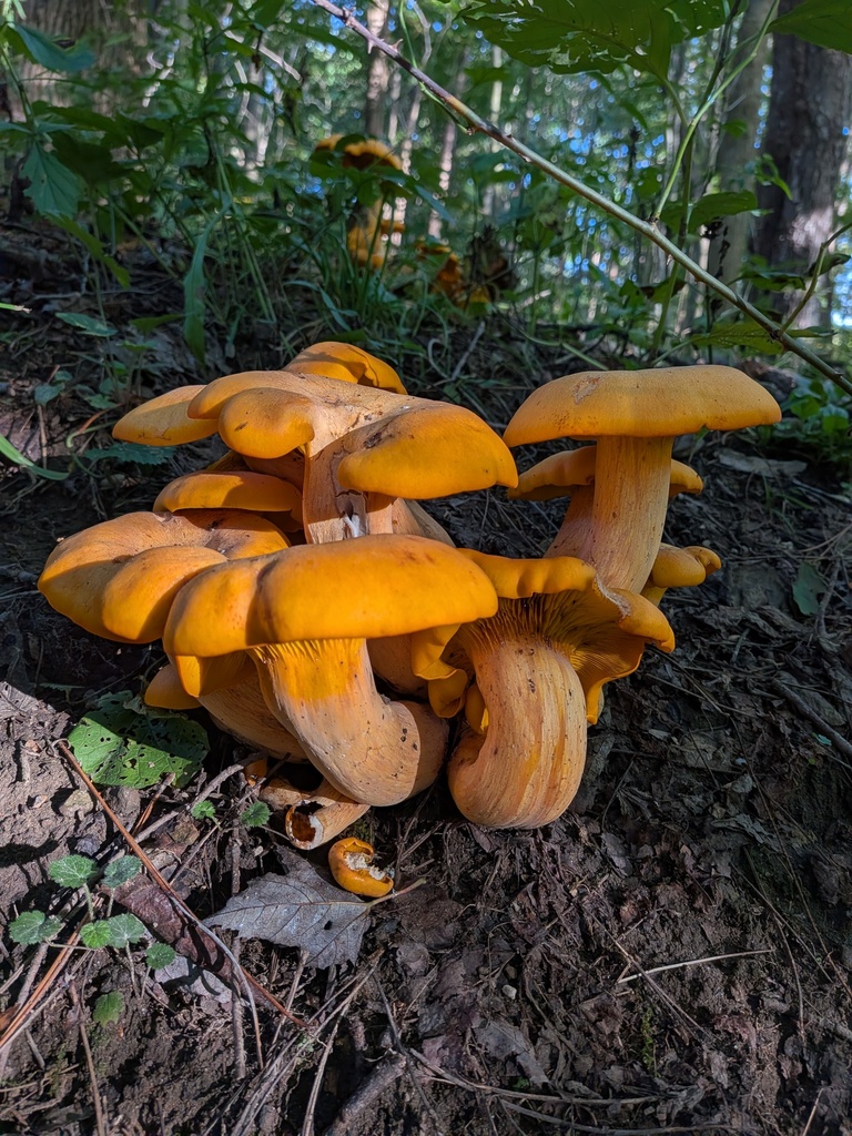 Eastern American jack-o'-lantern · September 2026 · photo: Photo: (c) Michael, Antoni and Nihat Hinczewski, some rights reserved (CC BY) · iNaturalist