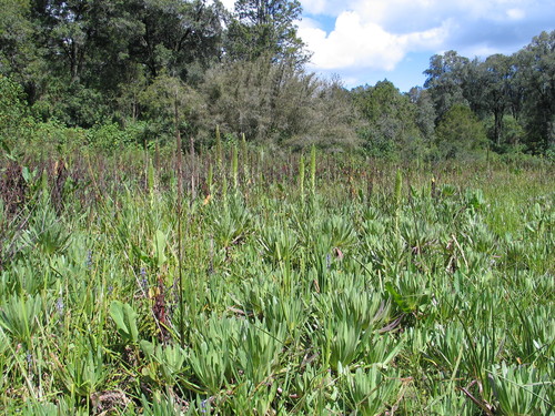 Lobelia aberdarica image