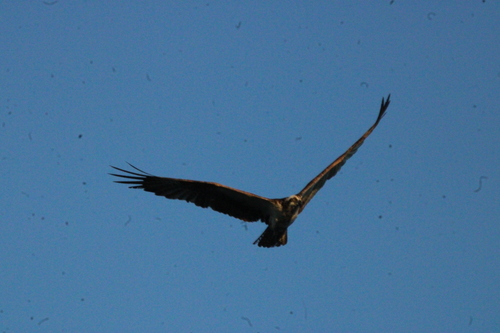 Osprey