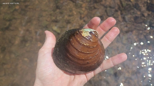 Ebonyshell