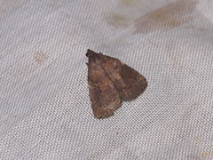 Hydrillodes abavalis