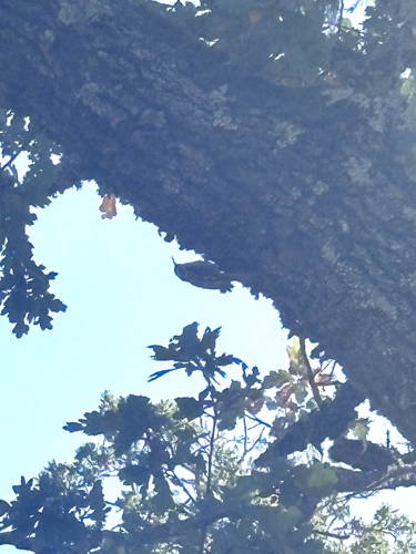 Brown Creeper seen in Sonoma Valley