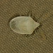 Green Nightshade Bug - Photo (c) Chris Lindorff, some rights reserved (CC BY-NC), uploaded by Chris Lindorff