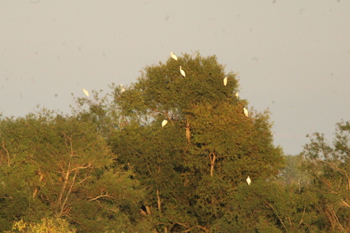 Great Egret