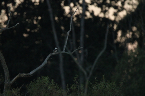 Belted Kingfisher