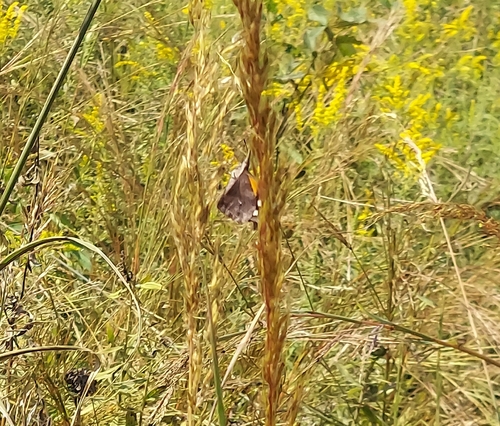 American Snout