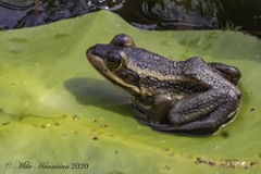Lithobates virgatipes