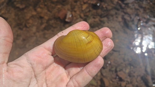 Wavyrayed Lampmussel