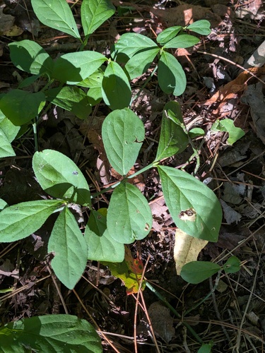 Euonymus obovatus, photograph 5