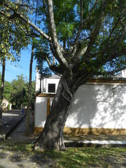 Ficus monckii