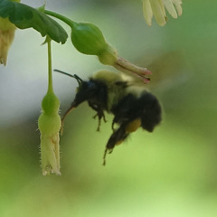 Bombus bimaculatus