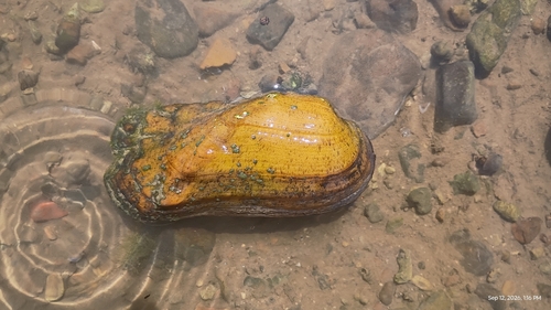 rabbitsfoot