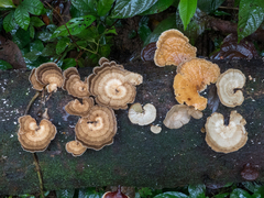 Trametes menziesii