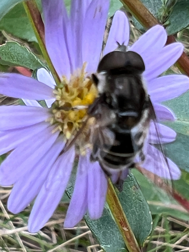 Black-shouldered Drone Fly