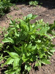 Tracheophyta