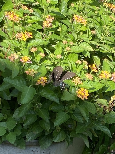 Spicebush Swallowtail