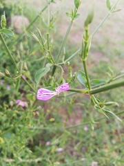 Dicliptera cernua