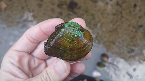 Deertoe Mussel