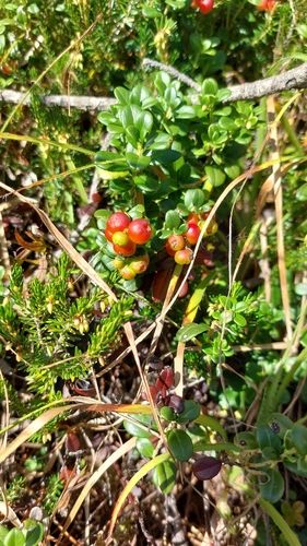 Lingonberry