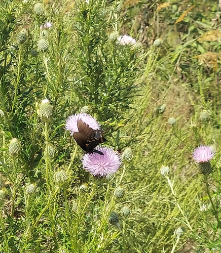 Pipevine Swallowtail