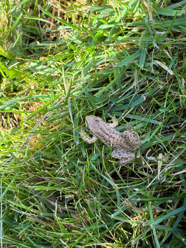 Boreal Chorus Frog