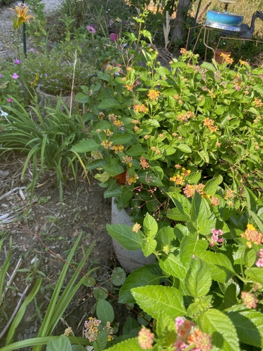 Gulf Fritillary
