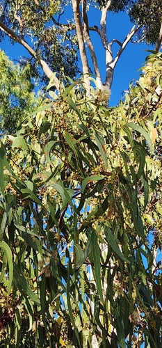 Eucalyptus tereticornis, photograph 2