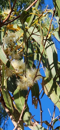 Eucalyptus tereticornis, photograph 3