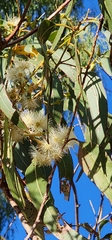 Eucalyptus tereticornis, photograph author not stated, no rights reserved