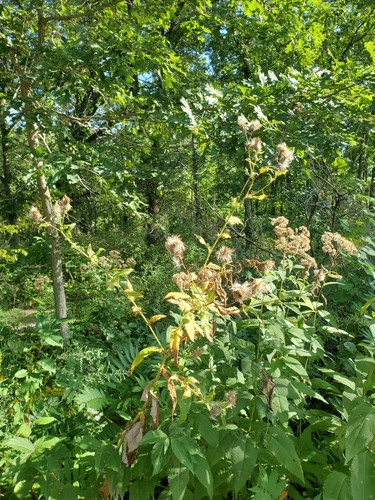 Cirsium altissimum, photograph 2