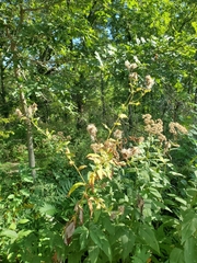 Cirsium altissimum, photograph author not stated, no rights reserved