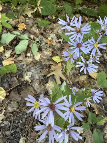 Lindley's Aster
