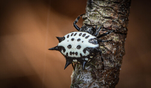 Spinybacked Orbweaver