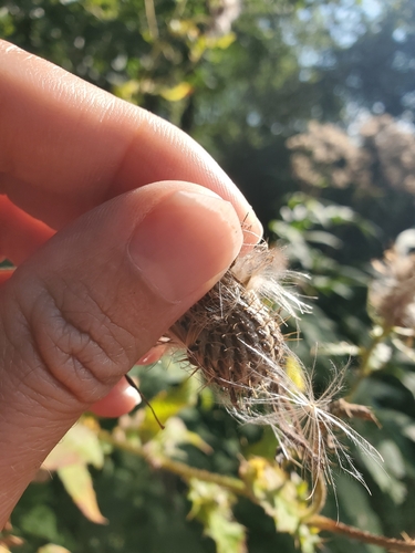 Cirsium altissimum, photograph 3