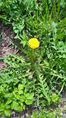 Taraxacum officinale