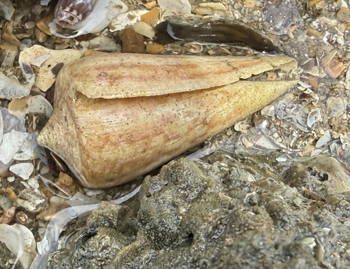 Conus virgatus observed 2026-09-12
