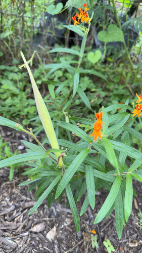 butterfly milkweed