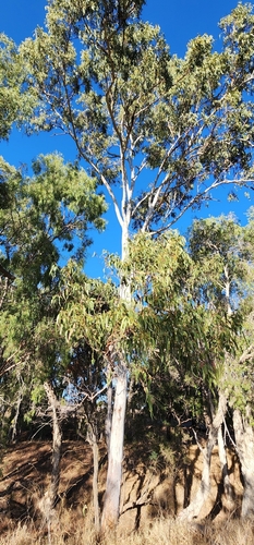Eucalyptus tereticornis, photograph 4